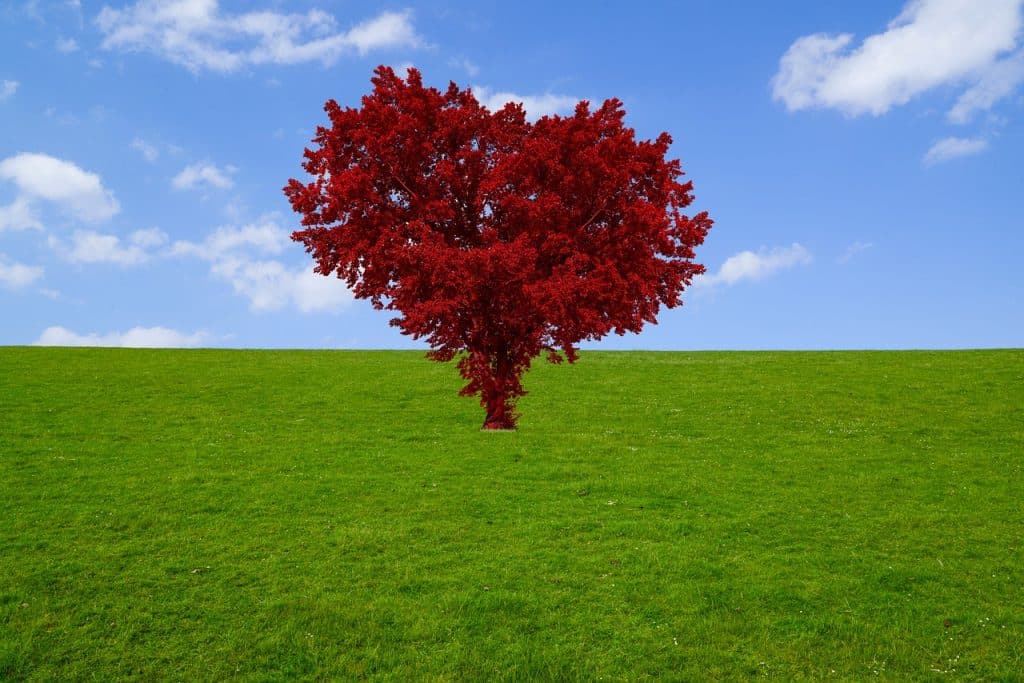 ciel coeur feuilles rouges nutrition, automne, bien-être, dieteticienne saint-brieuc