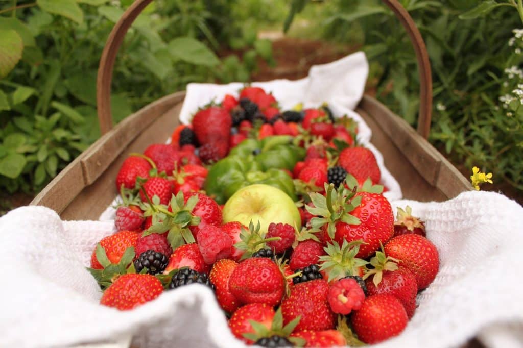 Des fraises, mûres, pomme, framboises dans un panier, tout juste cueillies